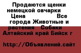 Продаются щенки немецкой овчарки!!! › Цена ­ 6000-8000 - Все города Животные и растения » Собаки   . Алтайский край,Бийск г.